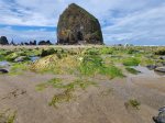 Haystack Rock within Walking Distance of Windjammer